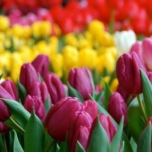 Meet your Posher, Brandi